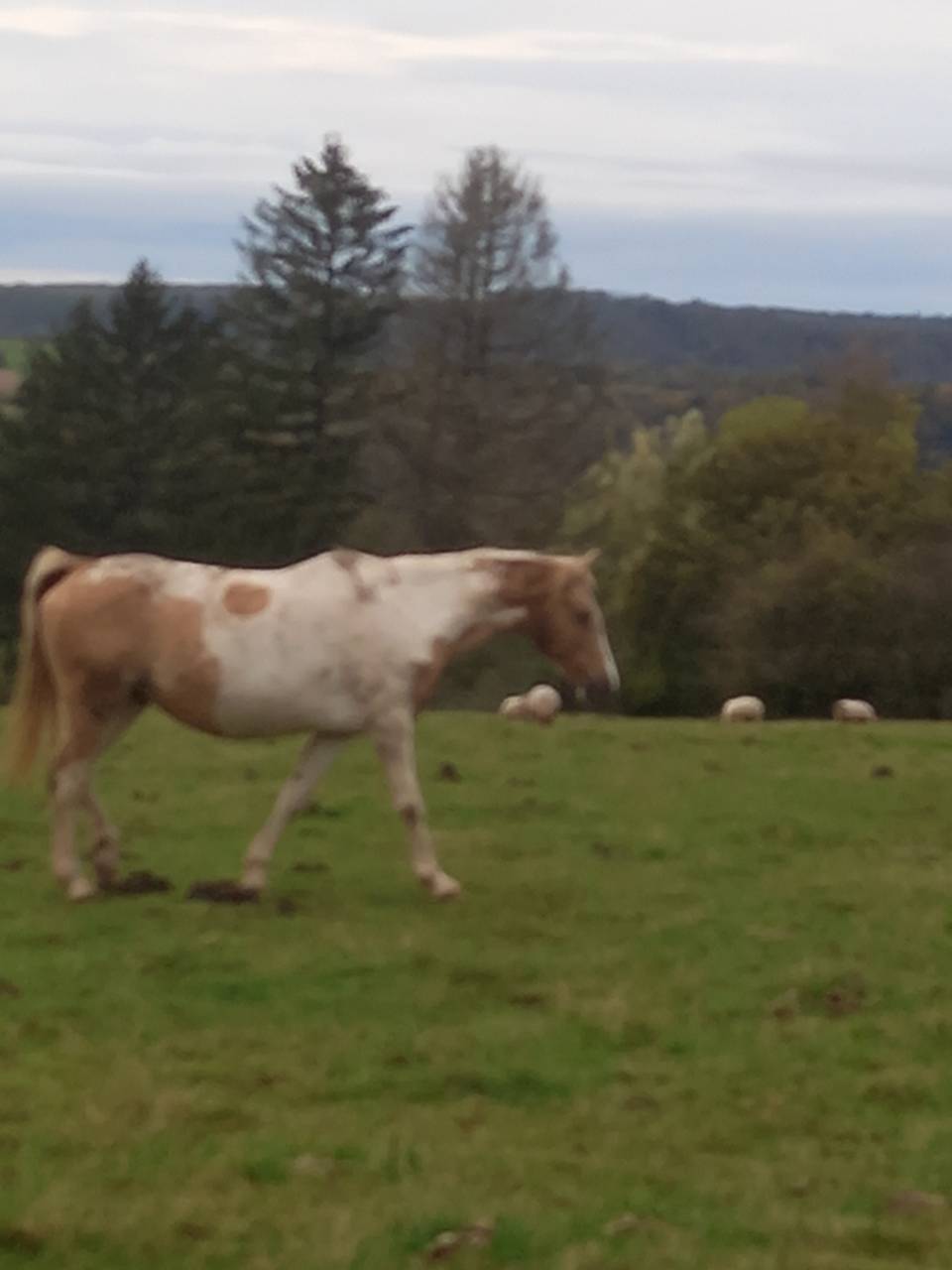 Jument  Pie Alzane clair Tobiano  BAISSE DE PRIX!!!