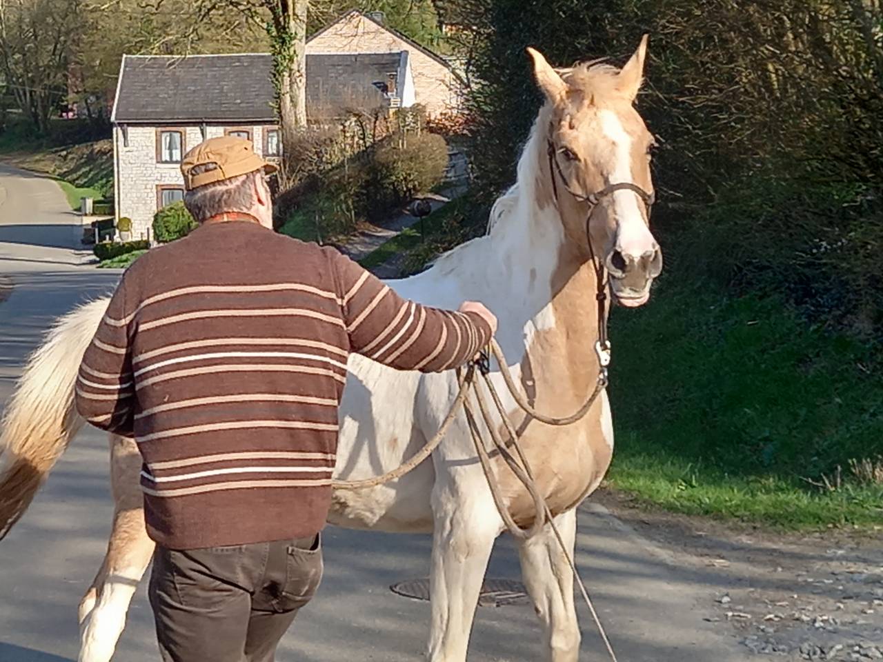 Jument  Pie Alzane clair Tobiano  BAISSE DE PRIX!!!