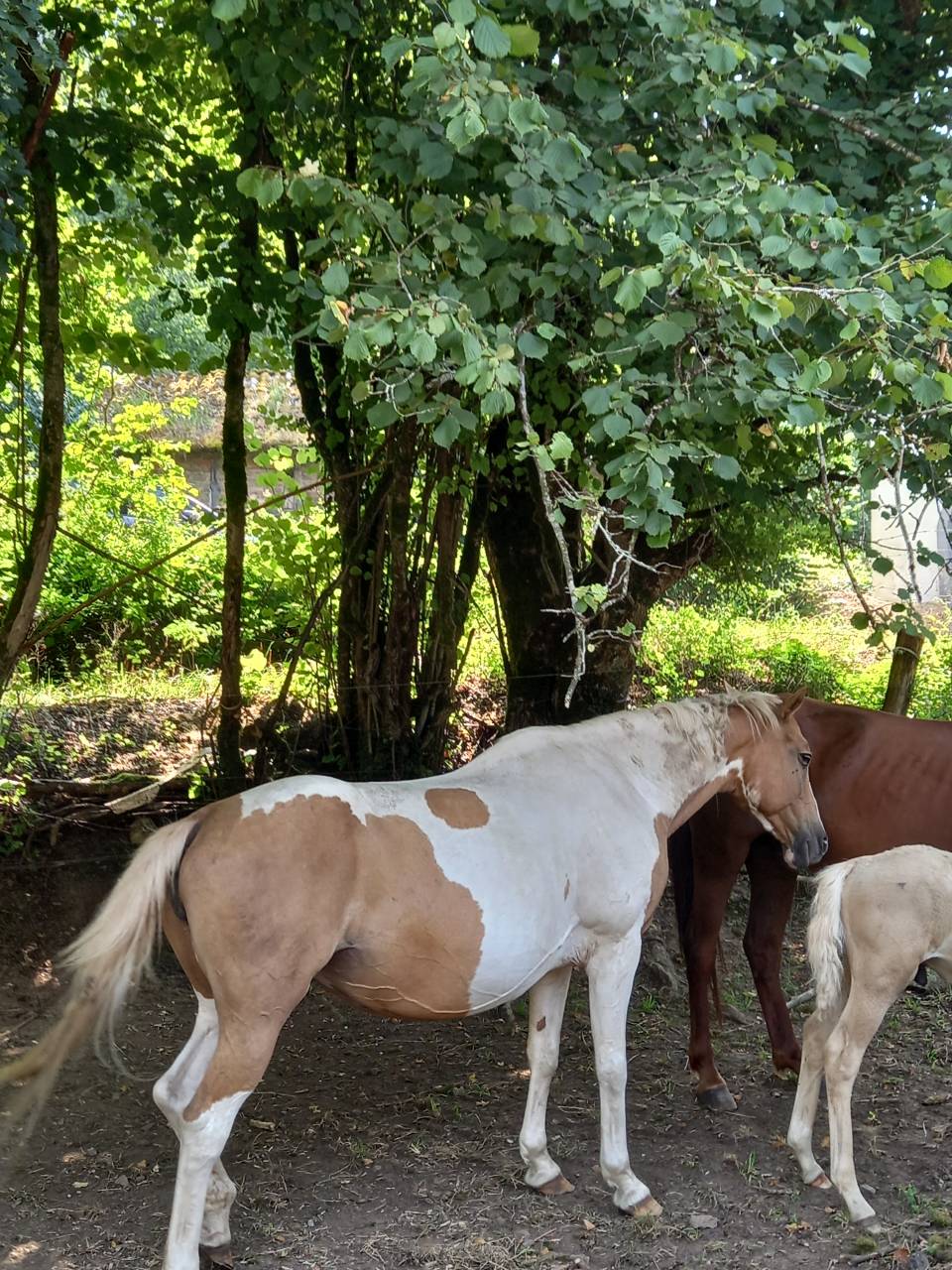 Jument  Pie Alzane clair Tobiano  BAISSE DE PRIX!!!