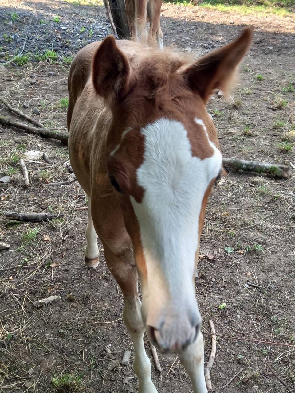 Jument  Pie Alzane clair Tobiano  BAISSE DE PRIX!!!