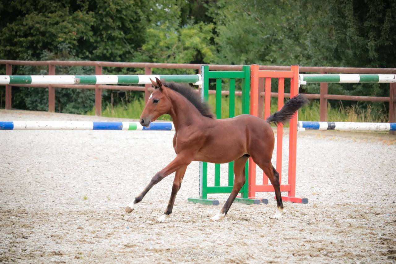 Très beau mâle pfs