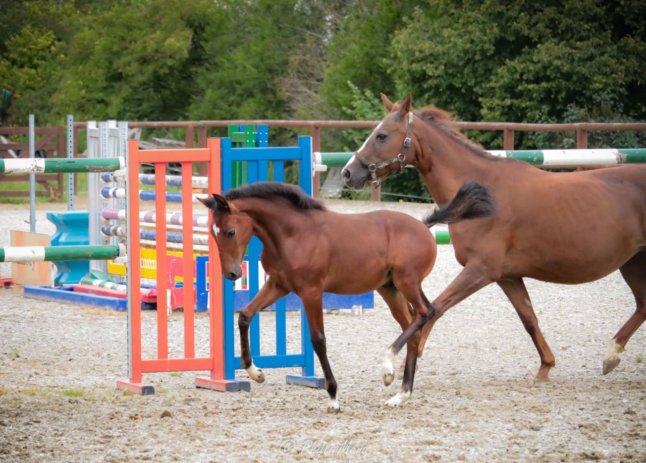 Très beau mâle pfs