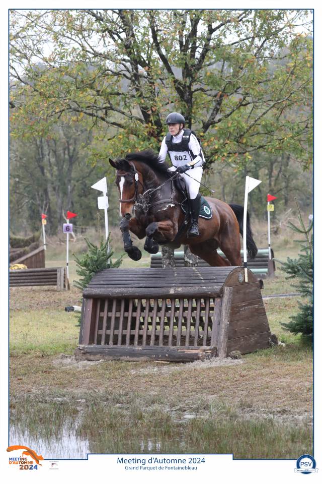 Hongre Zangersheide 9 ans