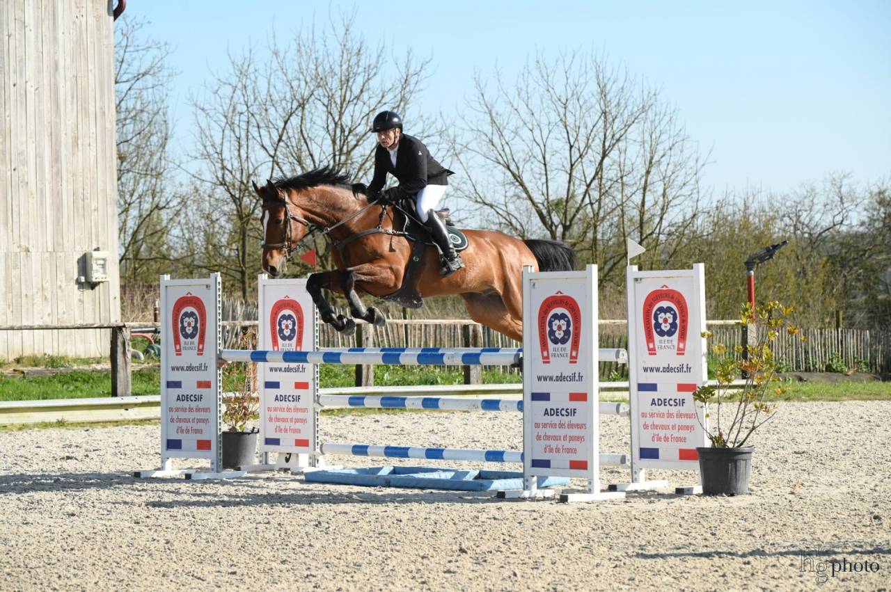 Hongre Zangersheide 9 ans