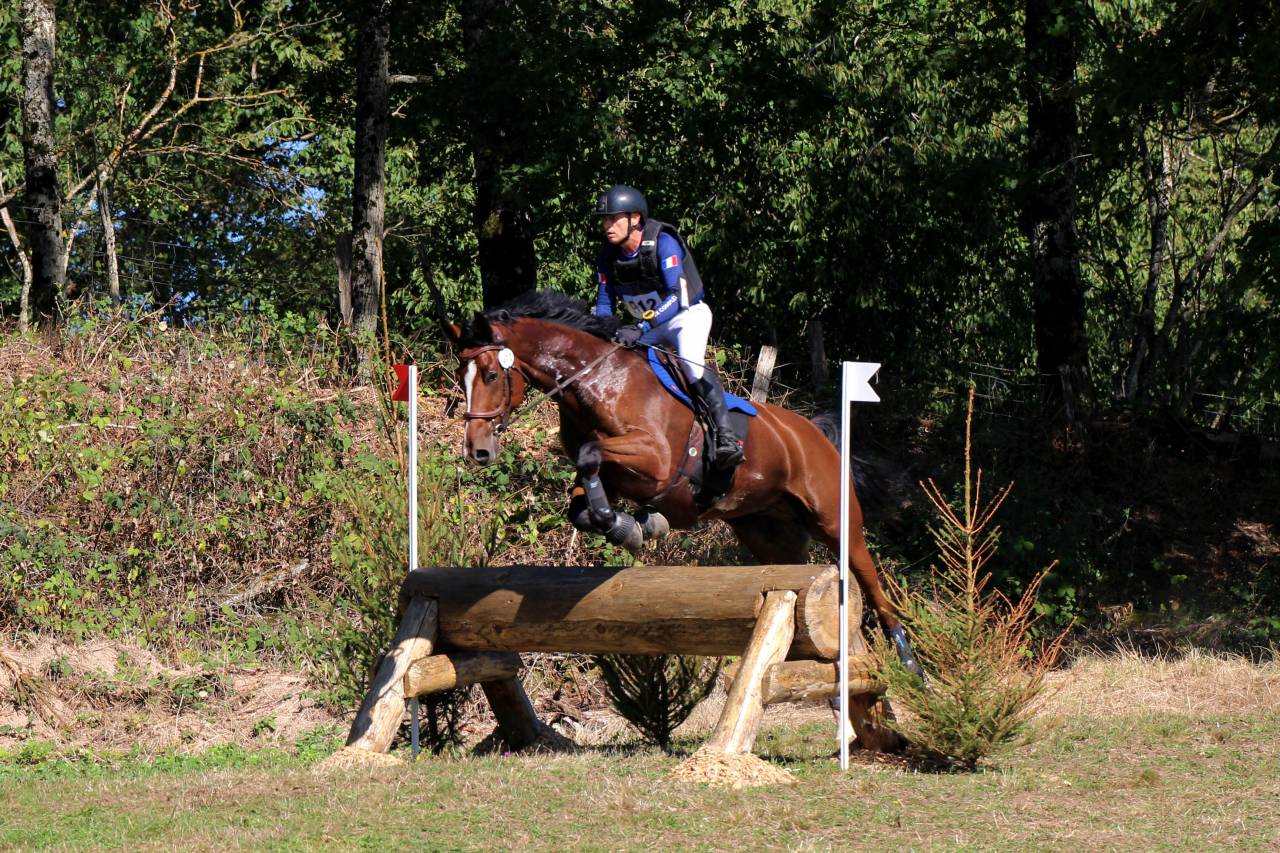 Hongre Zangersheide 9 ans