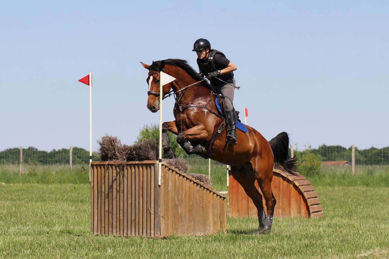 Hongre Zangersheide 9 ans