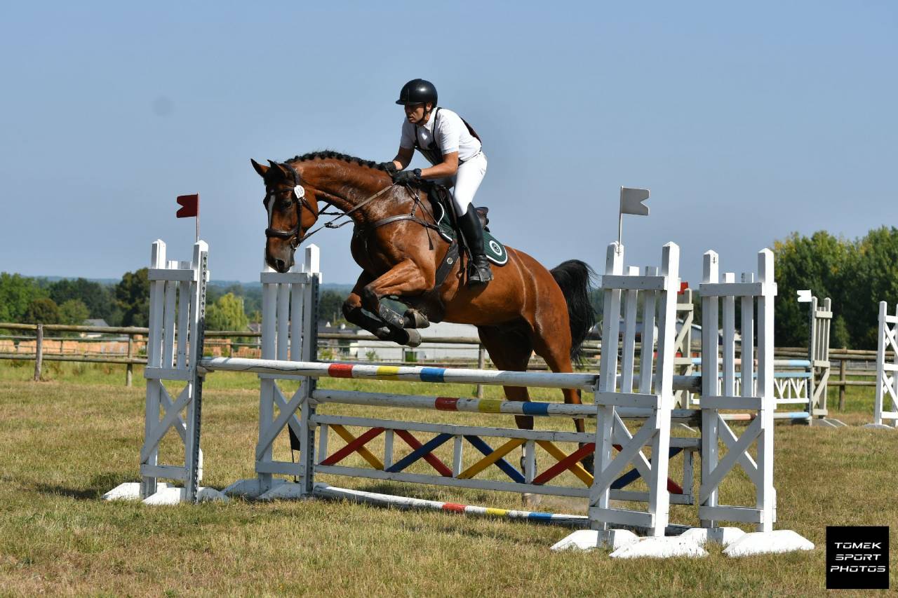 Hongre Zangersheide 9 ans