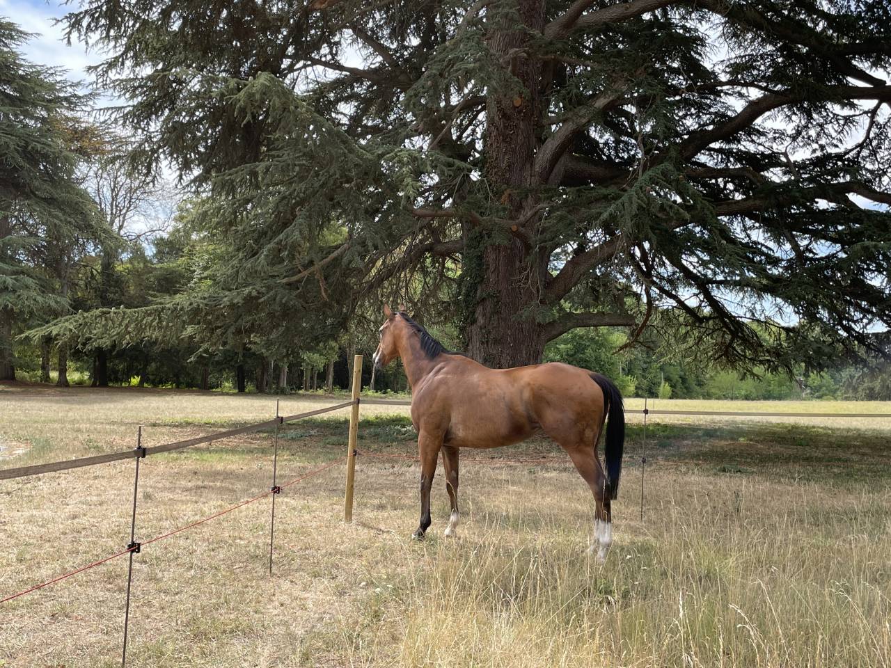 Pur sang anglais 10 ans