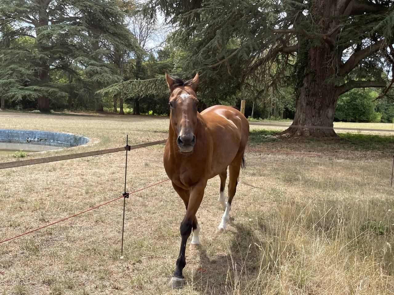 Pur sang anglais 10 ans