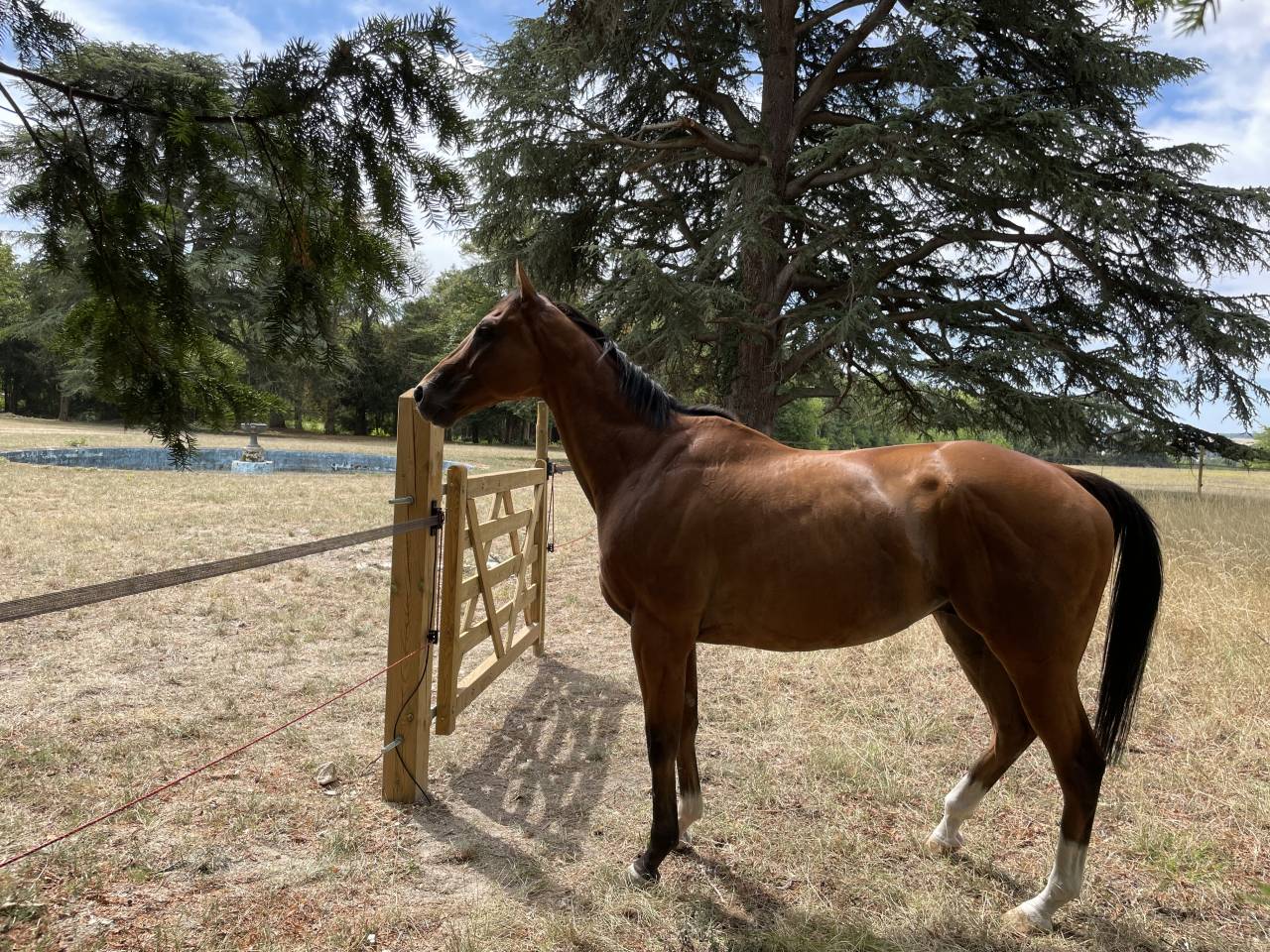 Pur sang anglais 10 ans