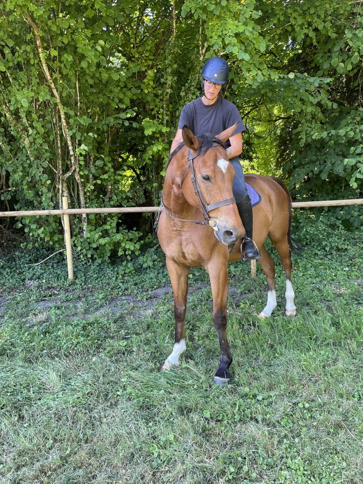 Pur sang anglais 10 ans