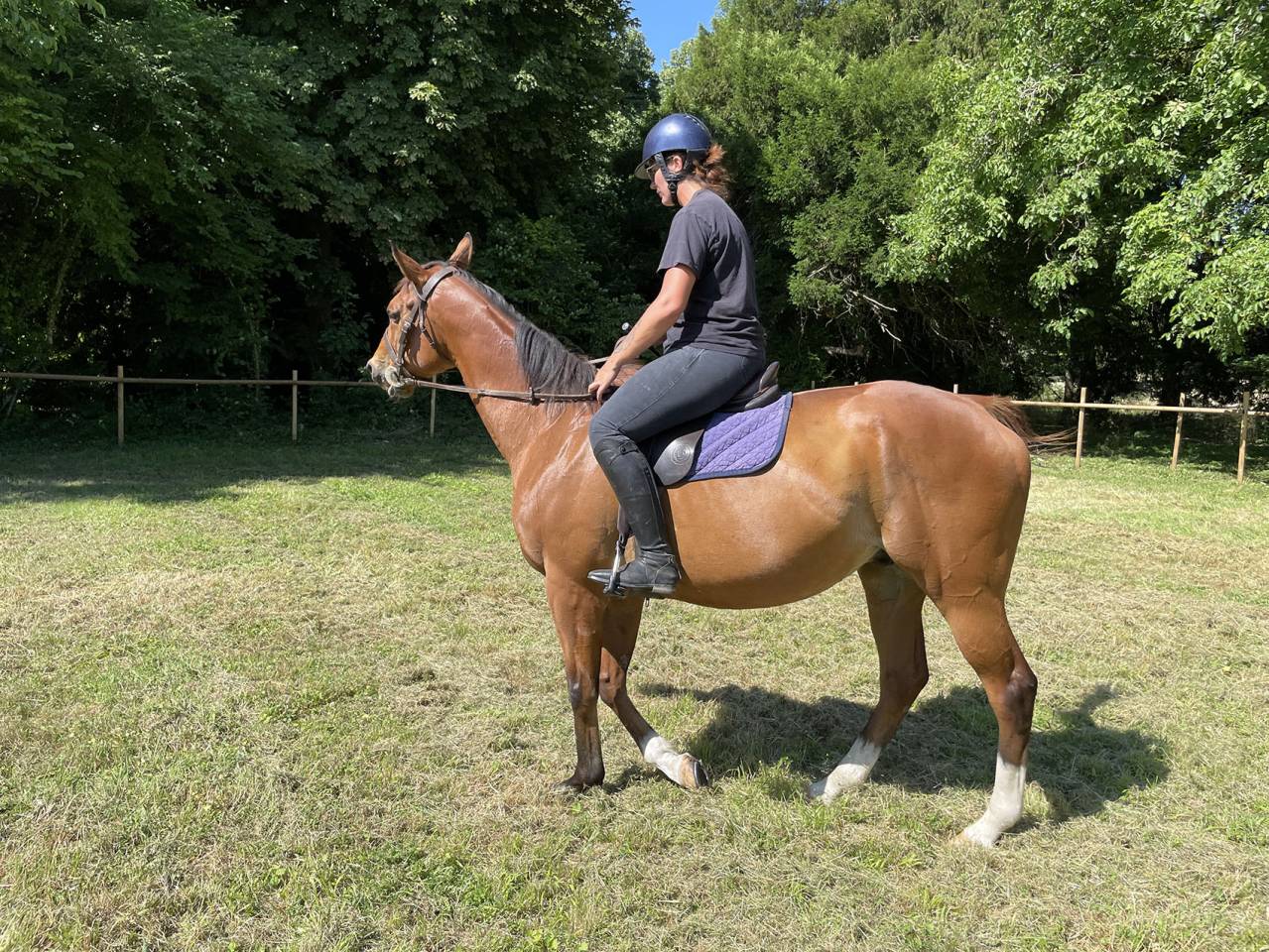 Pur sang anglais 10 ans