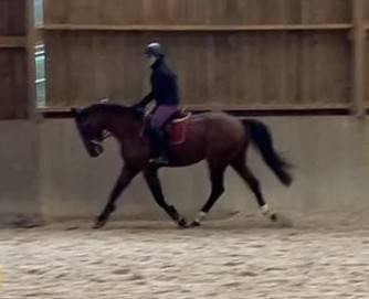Jeune cheval, 3 ans, Bai; SF, toisera 1.68 -1.72