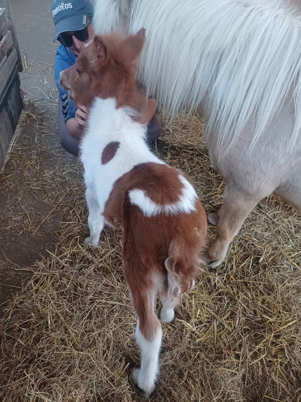 Foal pp shetland futur grand standard 