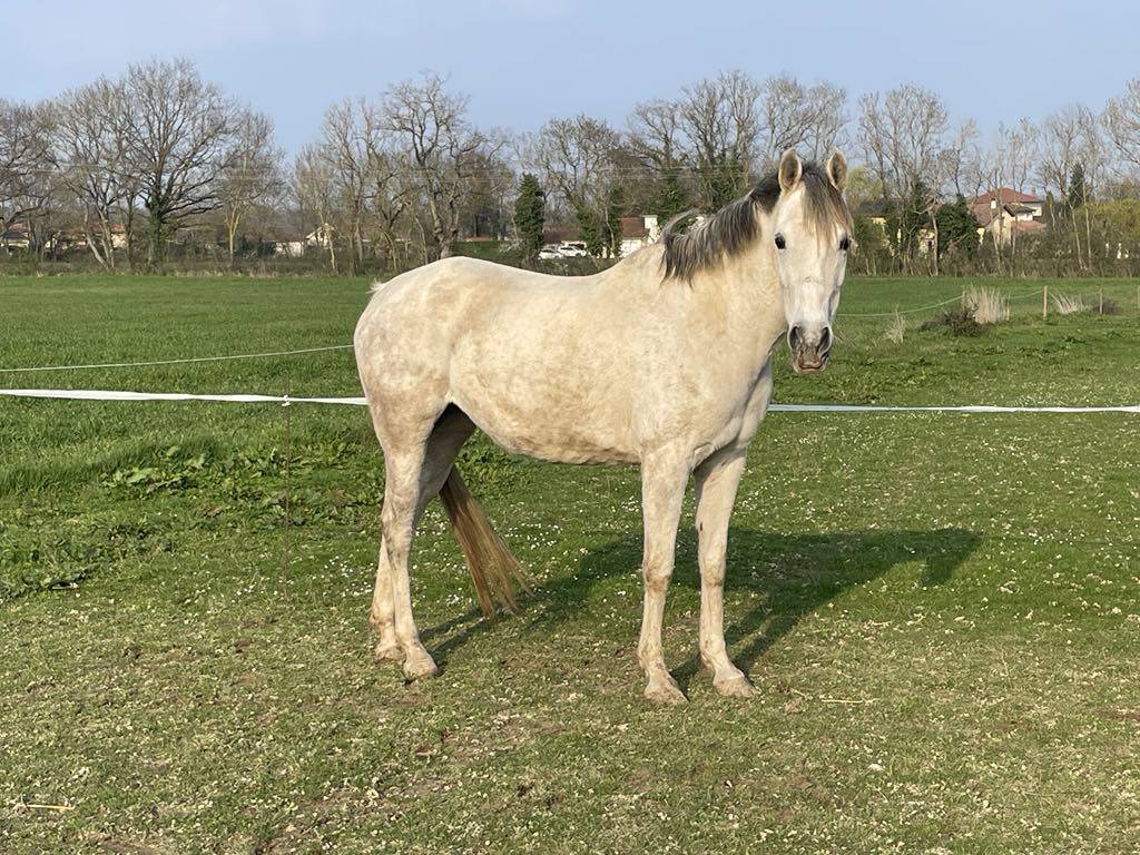 Jument pur-sang arabe