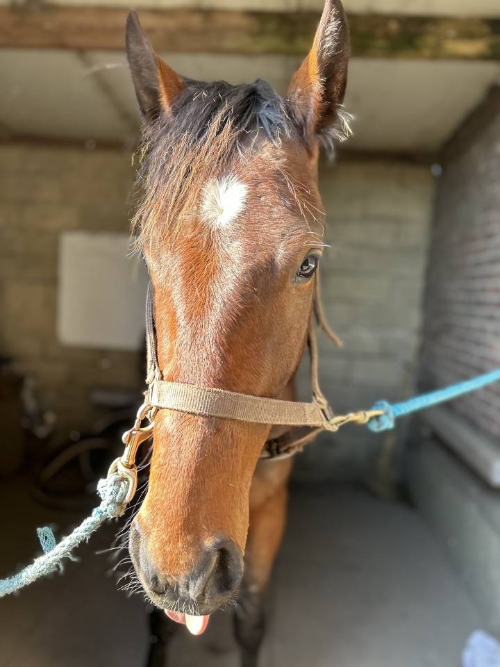Trotteur français âgé  de trois ans