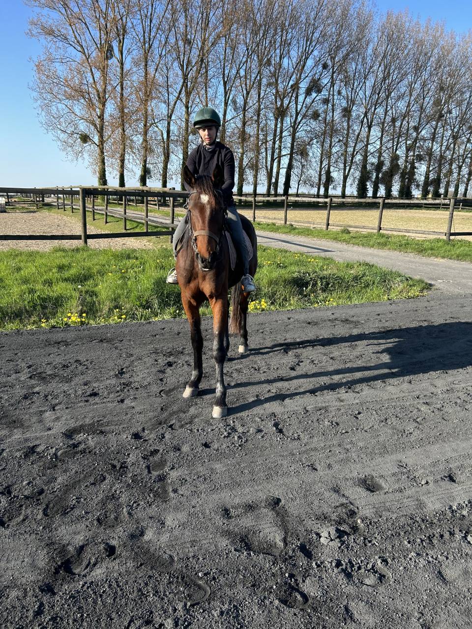 Trotteur français âgé  de trois ans