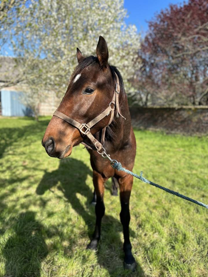 Trotteur français âgé  de trois ans