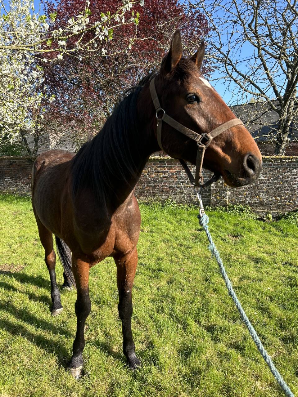 Trotteur français âgé  de trois ans