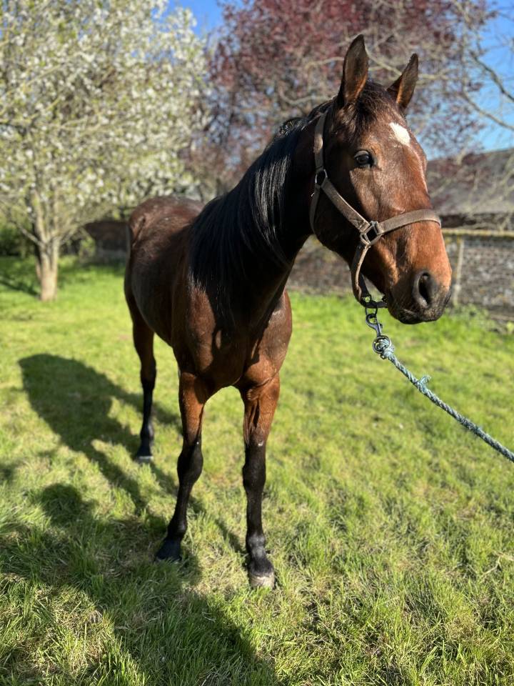 Trotteur français âgé  de trois ans