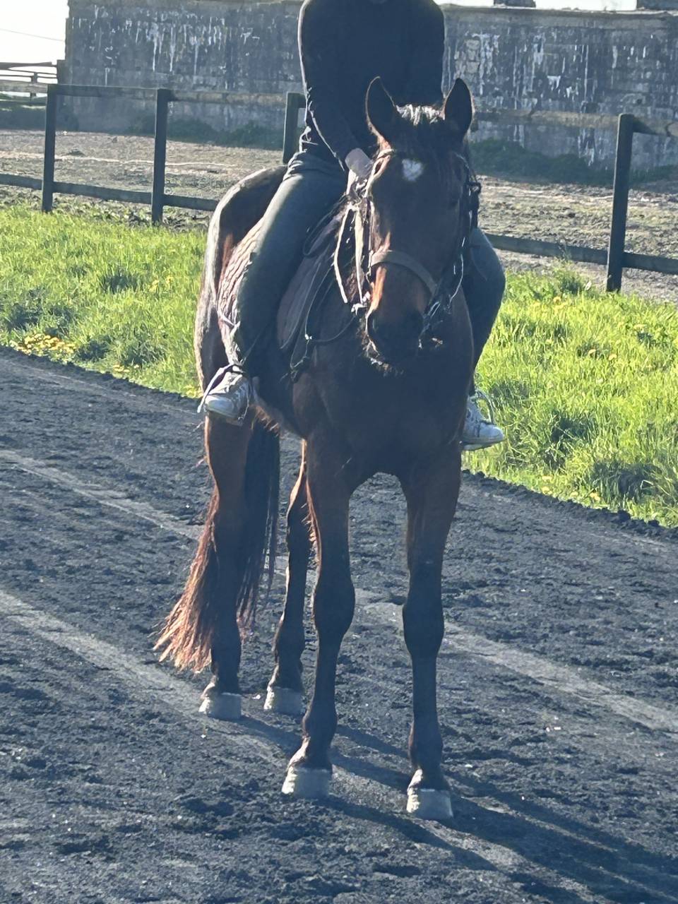 Trotteur français âgé  de trois ans