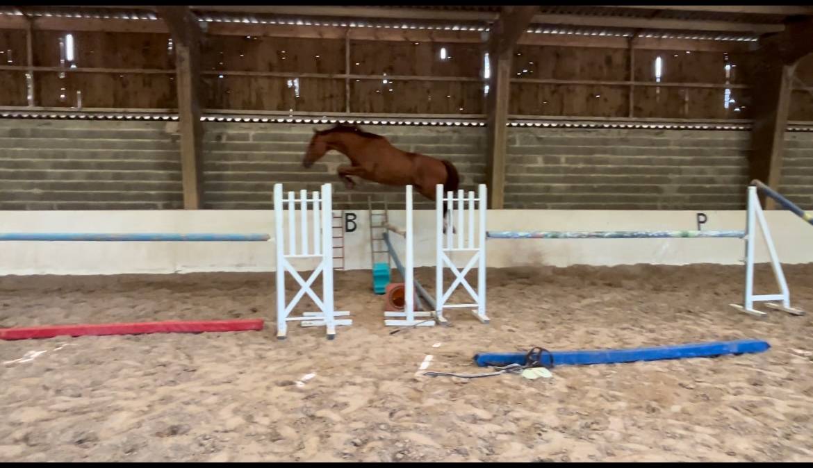 Selle Français - Hongre - 5 ans 