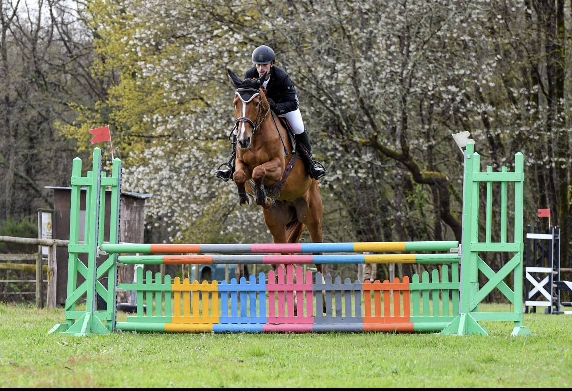 Selle Français - Hongre - 5 ans 