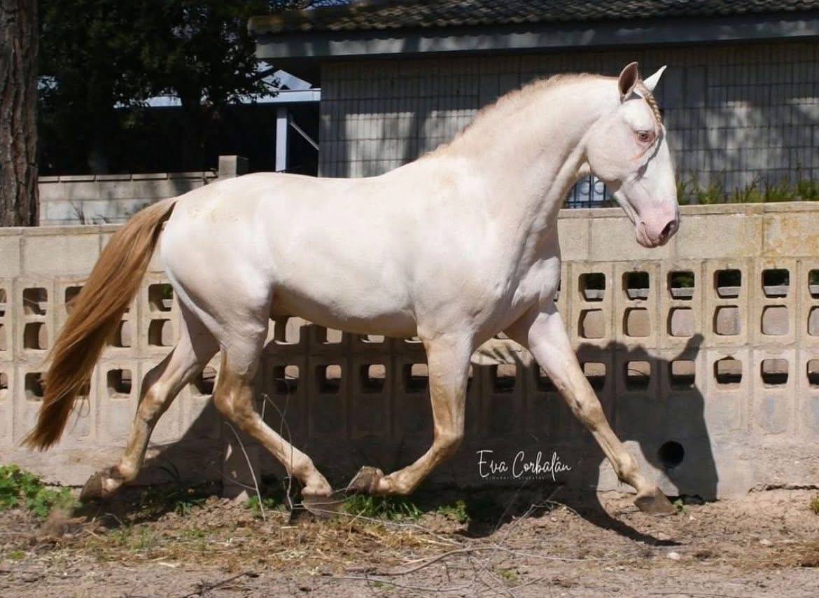 Poulain Pure Race Espagnole palomino