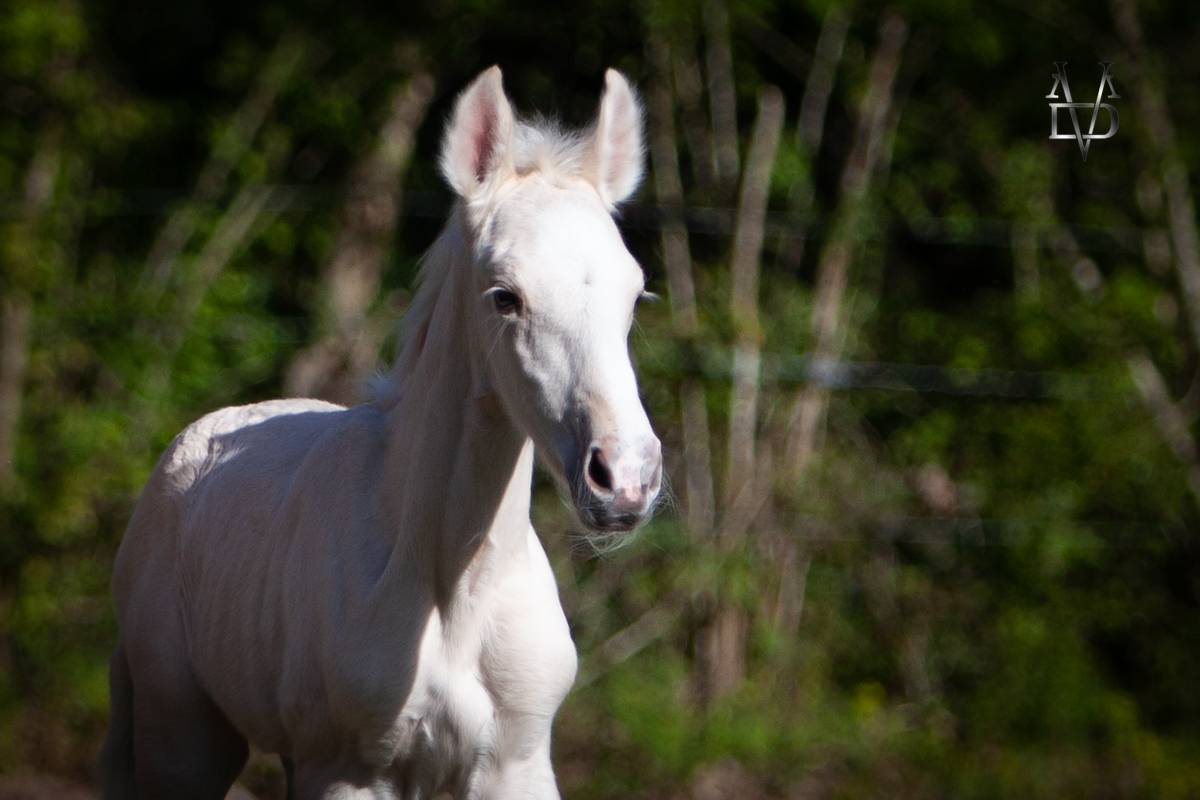 Poulain Pure Race Espagnole palomino