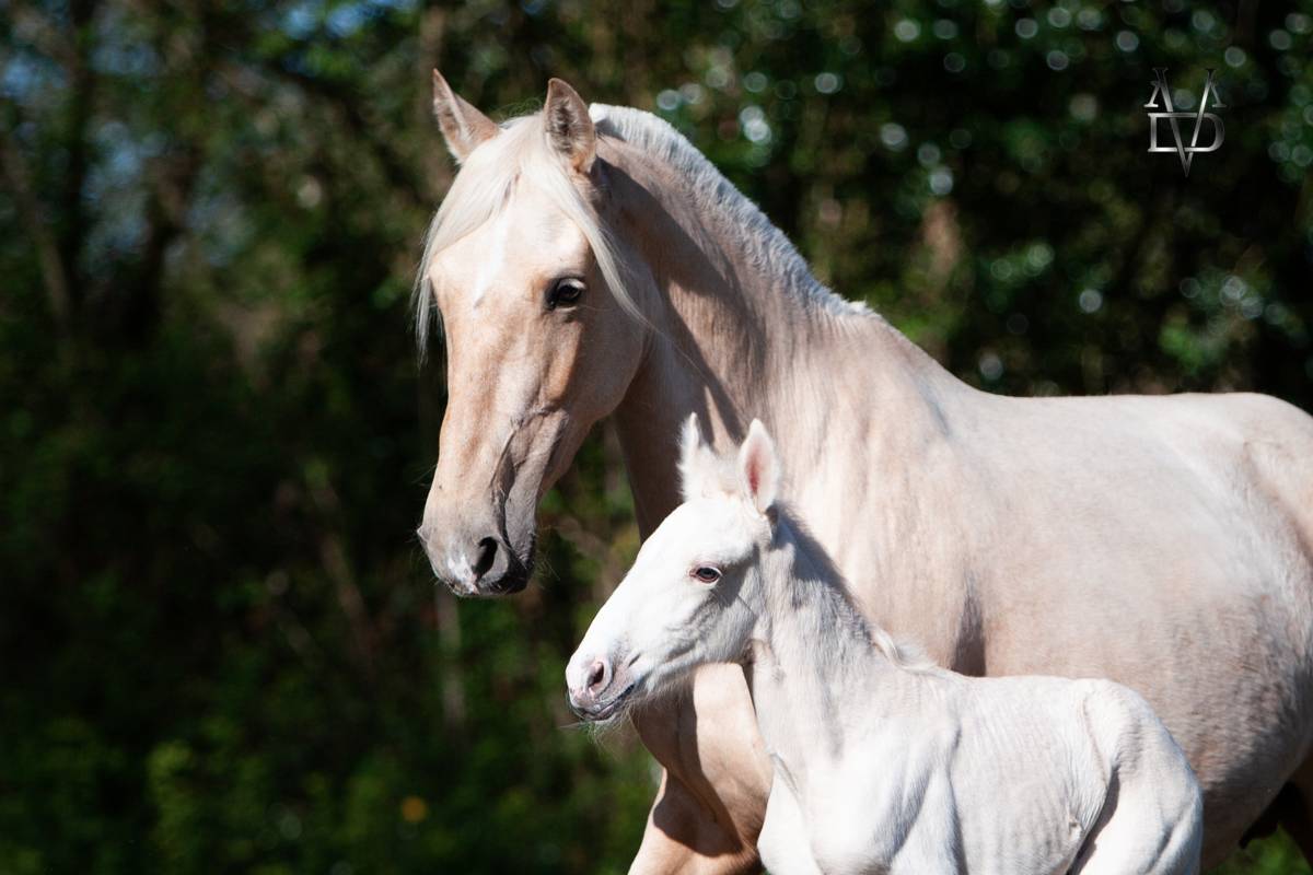Poulain Pure Race Espagnole palomino