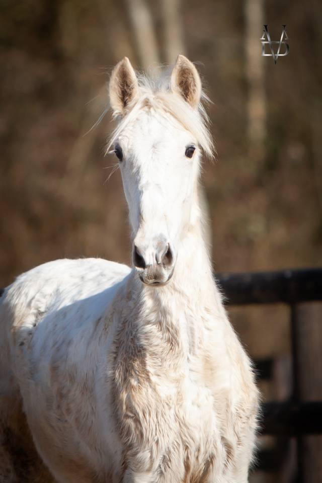Poulain Pure Race Espagnole palomino &agrave; vendre