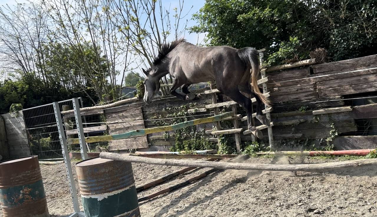 Jument SFO de 4 ans, polyvalente, idéale pour CCE/CSO