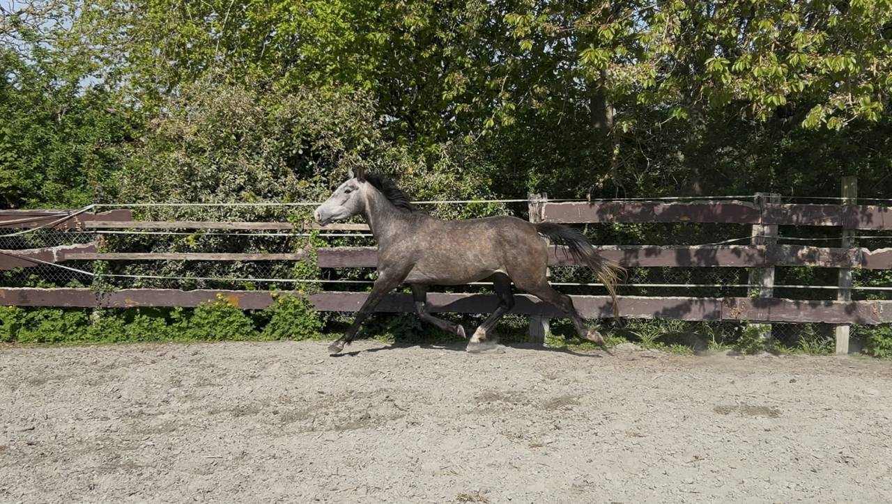 Jument SFO de 4 ans, polyvalente, idéale pour CCE/CSO