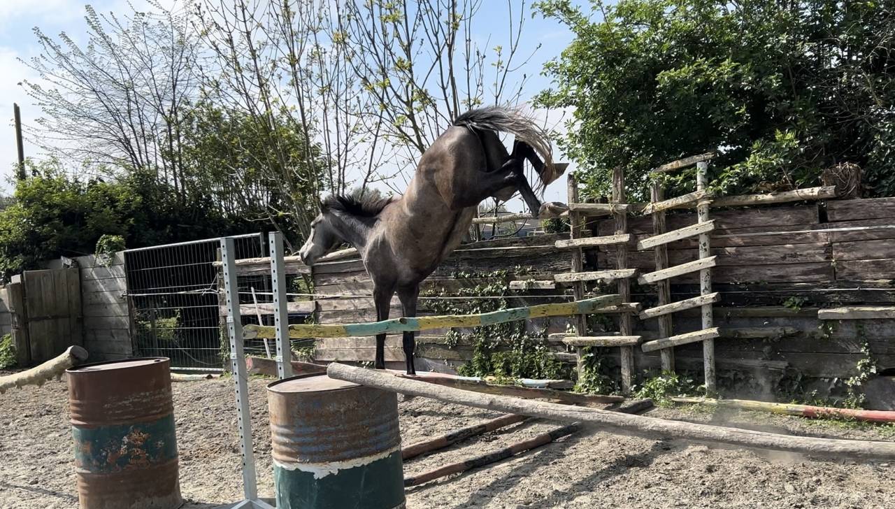 Jument SFO de 4 ans, polyvalente, idéale pour CCE/CSO