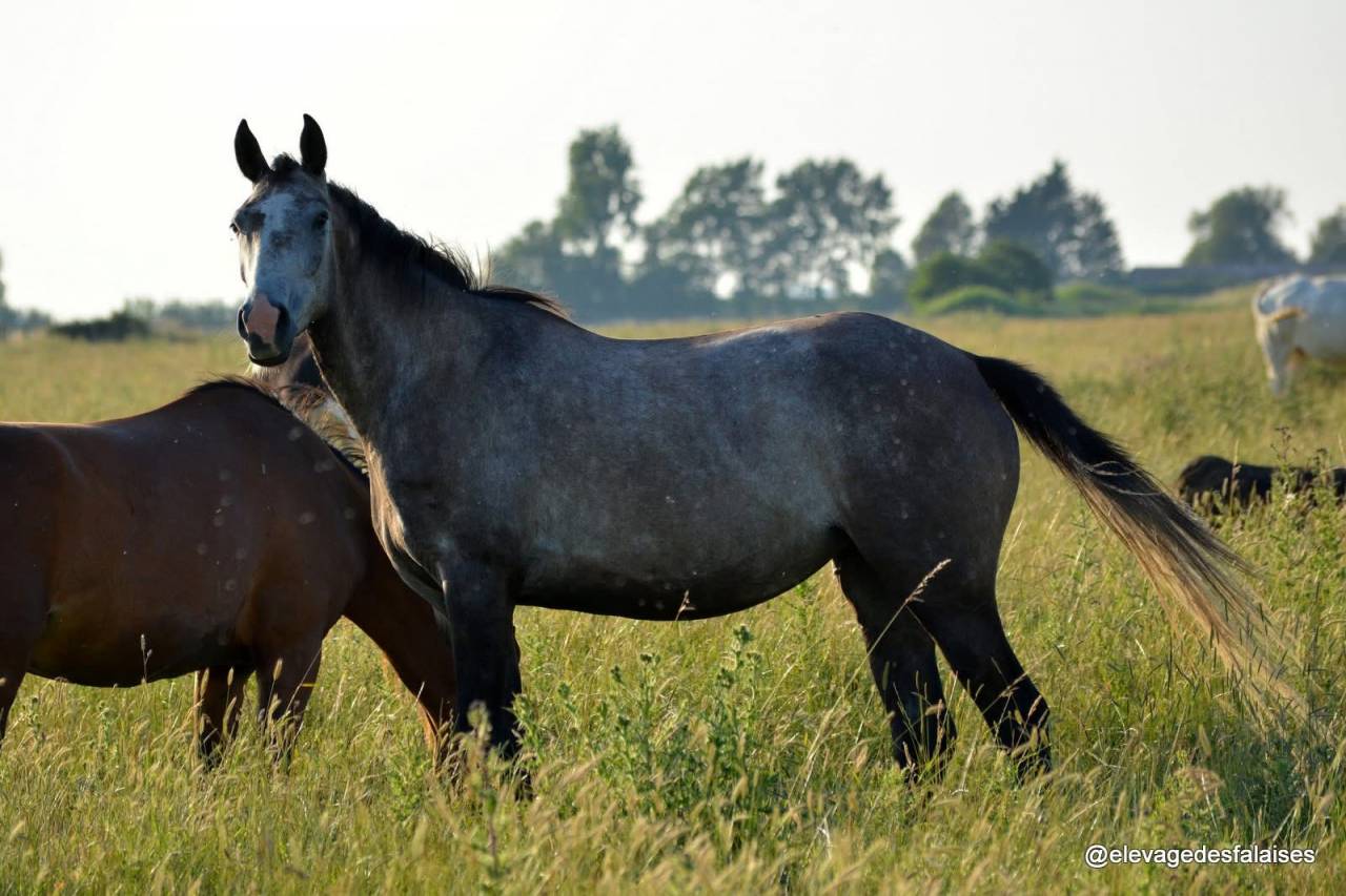 Jument SFO de 4 ans, polyvalente, idéale pour CCE/CSO