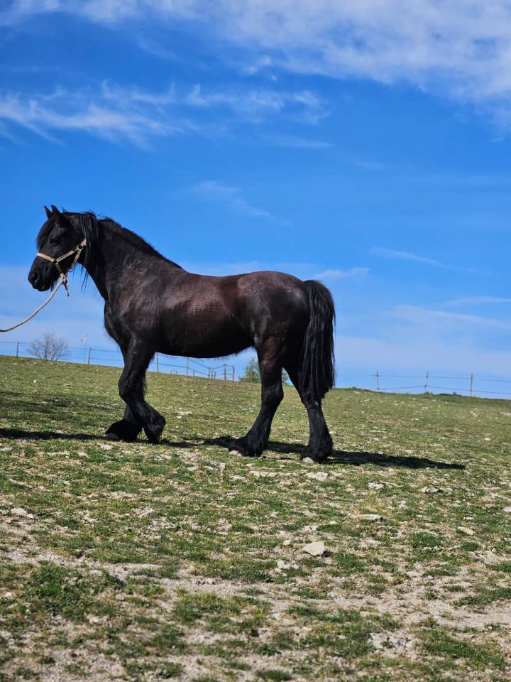 VENDS CHEVAL FRISON
