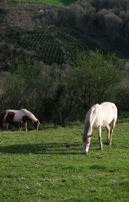 LE PRADAL HAUT - Pension en permaculture &eacute;quine