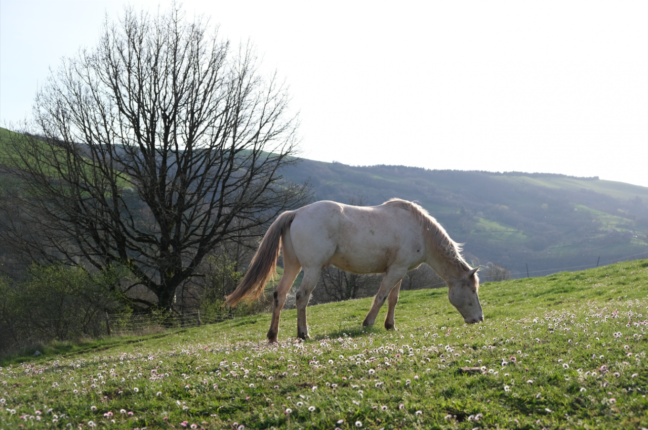 LE PRADAL HAUT - Pension en permaculture équine