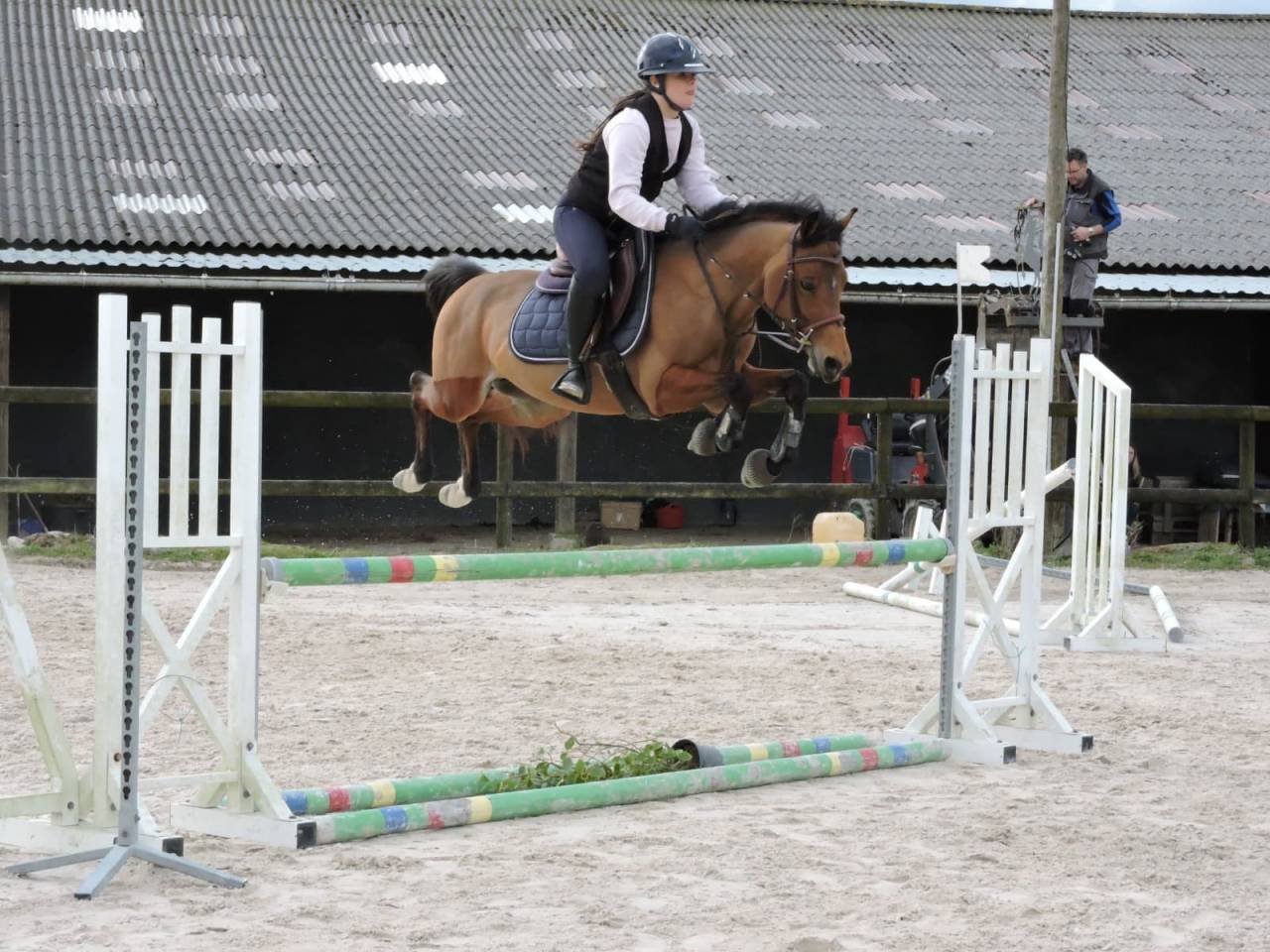 ✨À VENDRE — L’Espoir du Trèfle✨ 4 ans — Étalon — 