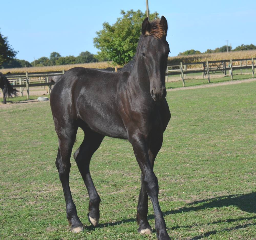 Poulain Frison Eliott du Graffard 