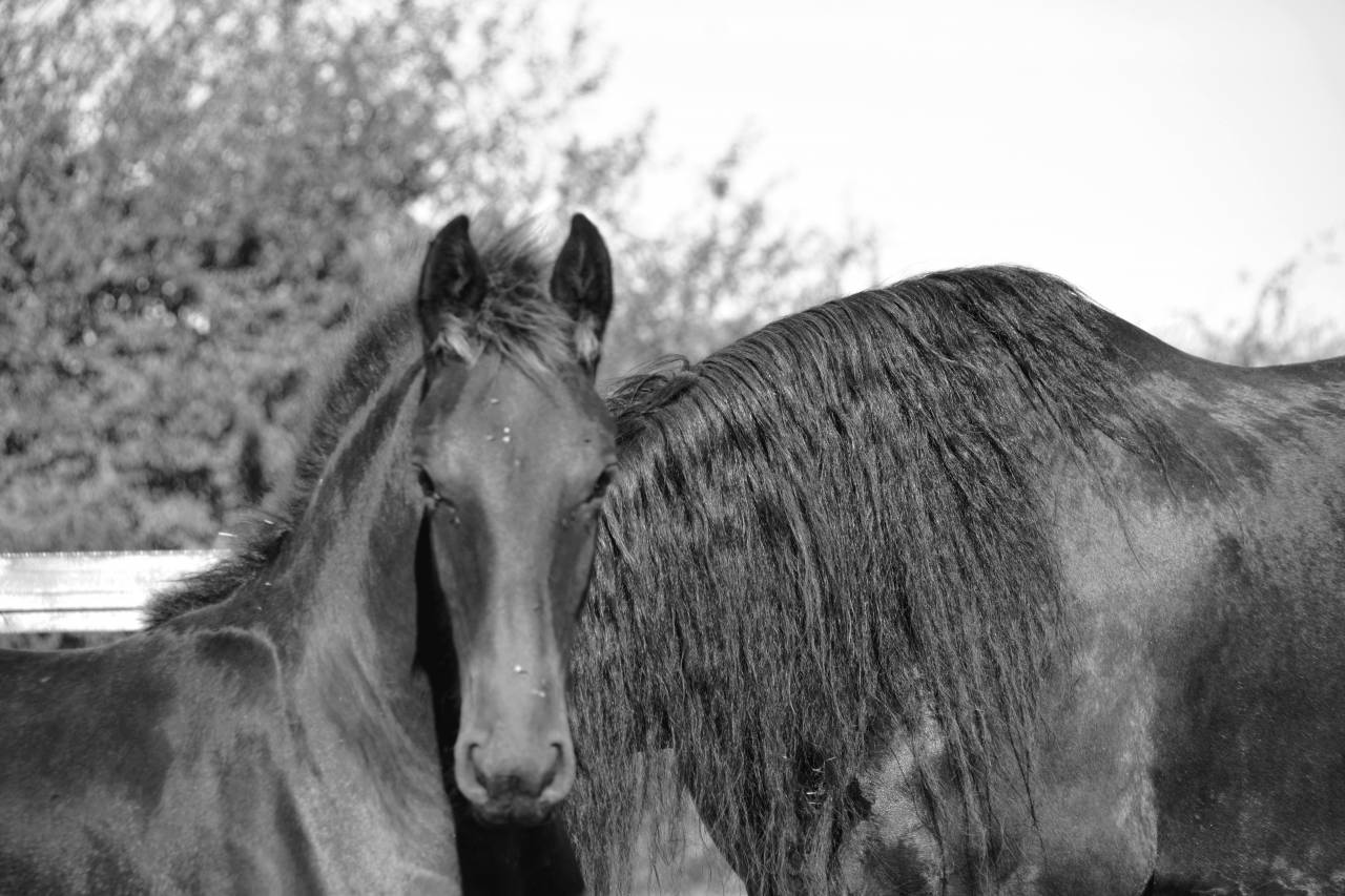 Poulain Frison Eliott du Graffard 