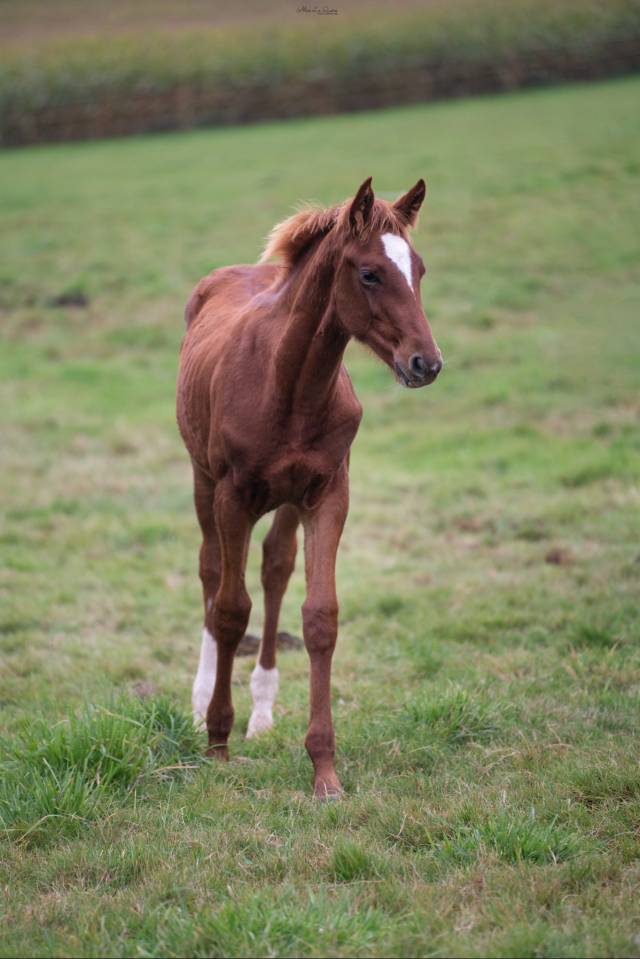 Poulain de 1 an souche Jumpy de Kreisker 