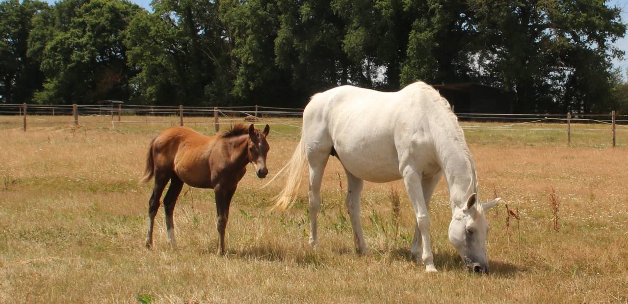 Domaine de L'EPECHERE
