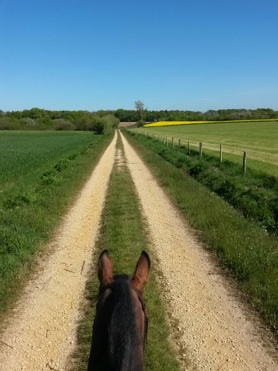 Pensions chevaux aux prés avec installations