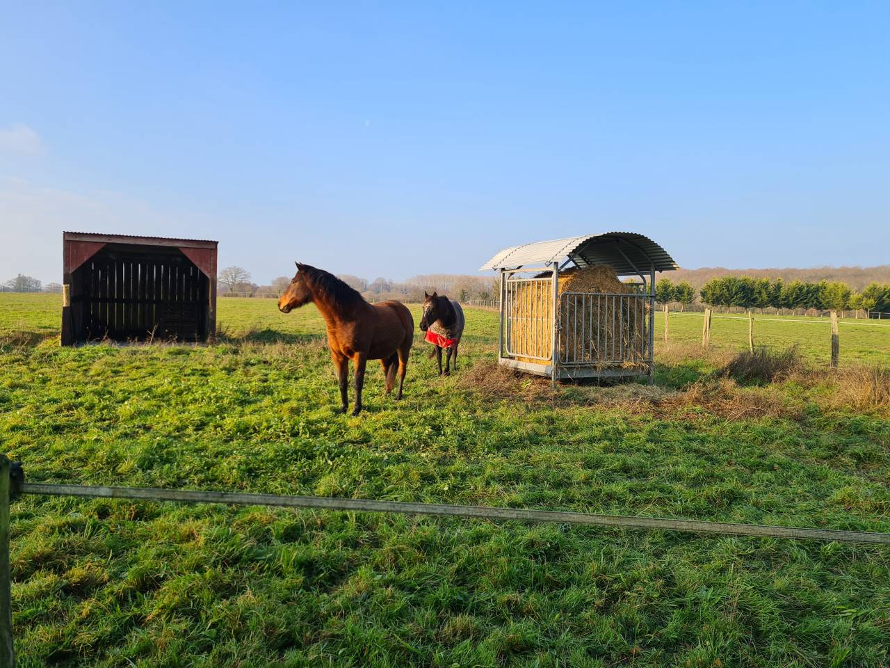 Pensions chevaux aux prés avec installations