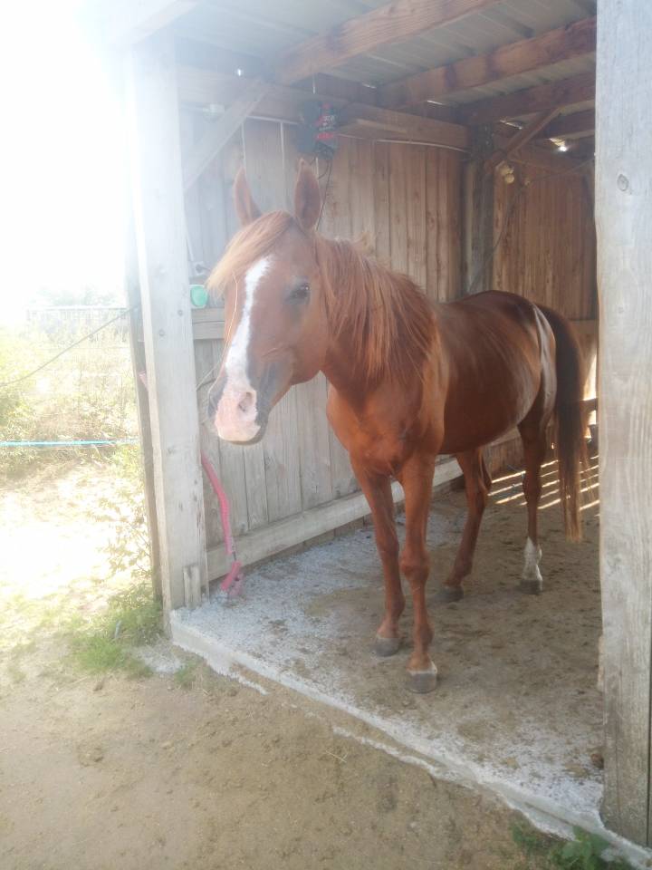 Varek d Aigrefeuilles 