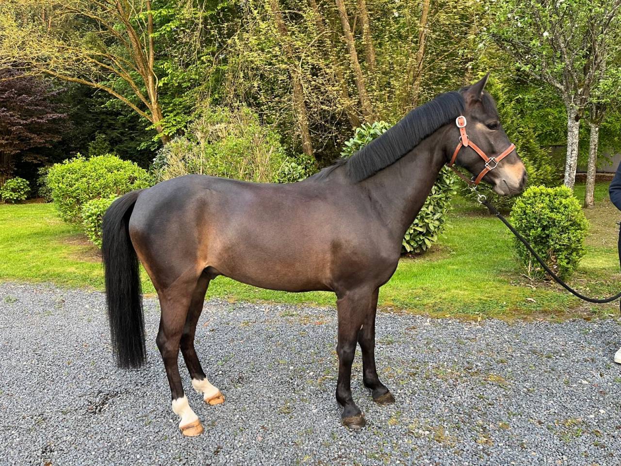 Poney Hongre de 4 ans cso