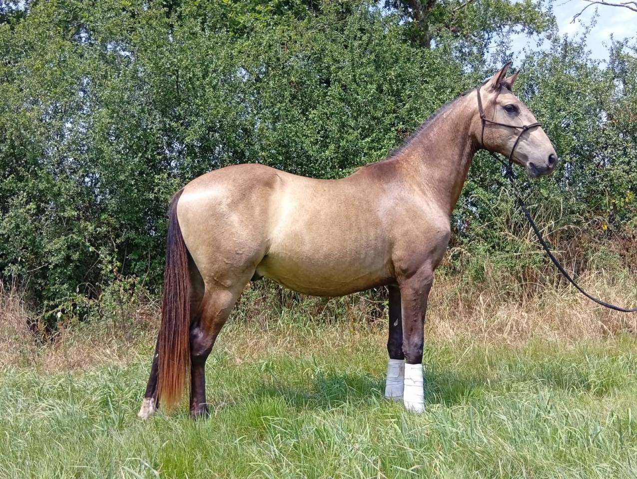 Pur sang lusitanien 