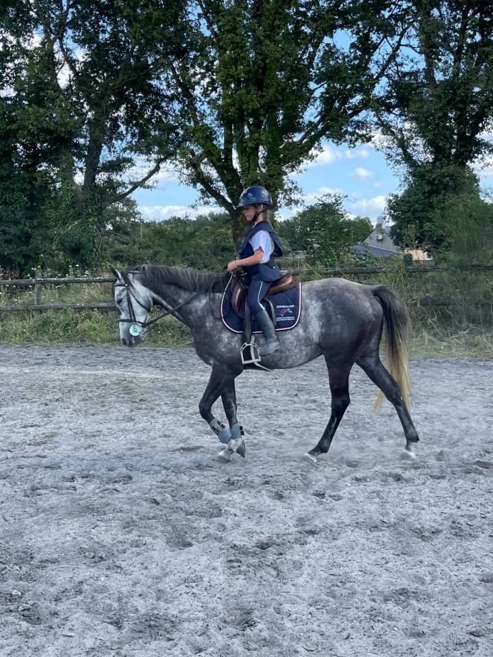 Petit cheval de sport 