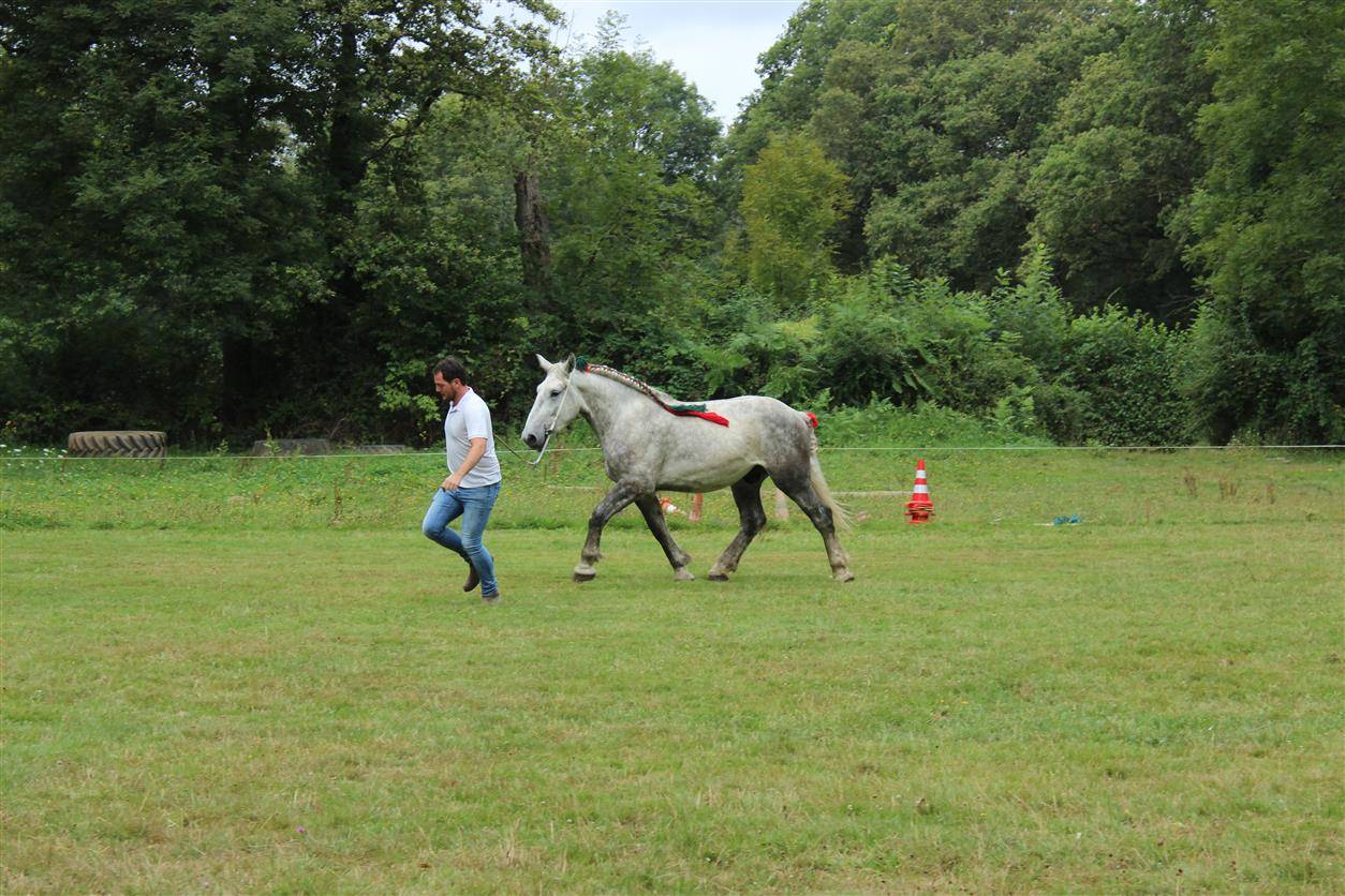  hongre percheron 4 ans 